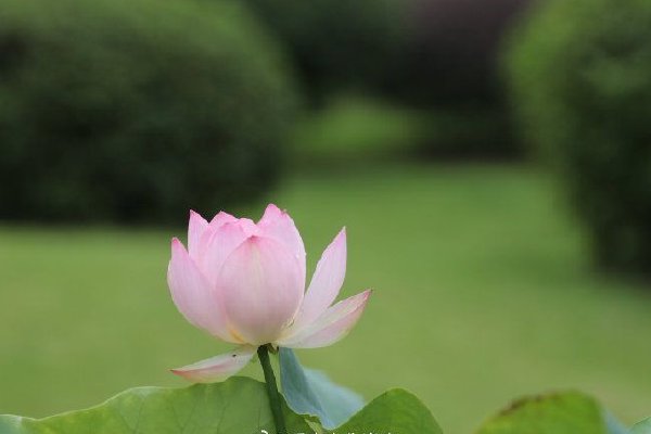 足球登3系统出租